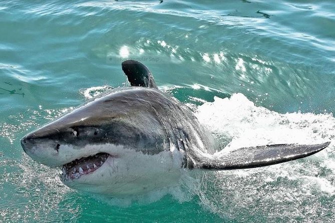 Shark Diving Full Day Guided Return Transfer to Gansbaai from Cape Town - The shark cage encounter: what the extra fee really covers