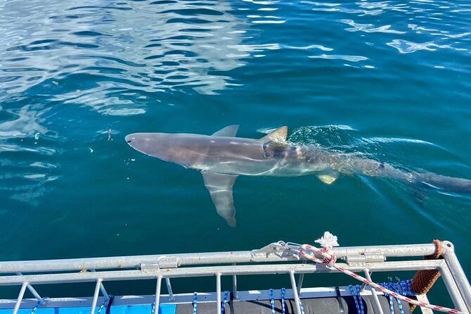 Shark Explorers - Getting to Simon’s Town and why the timing matters