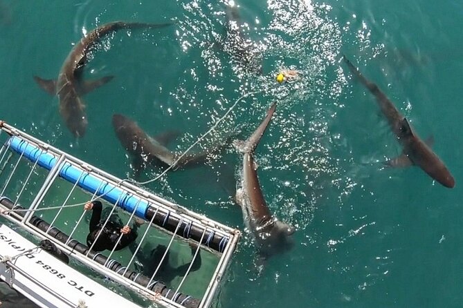 Shark Explorers - Meeting point at 62 St George’s St: what to do before you board