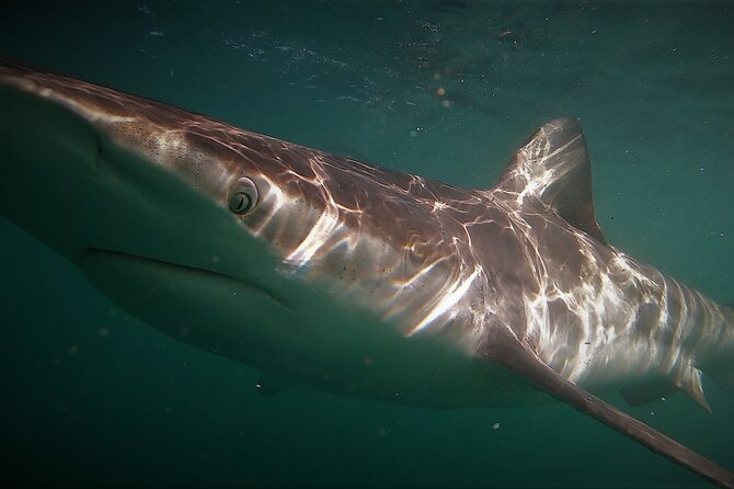 Shark Explorers - Which sharks you might see: Great Whites and the smaller cast too