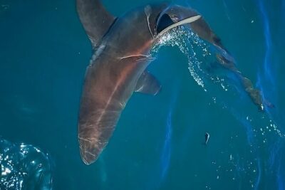 Shark Explorers