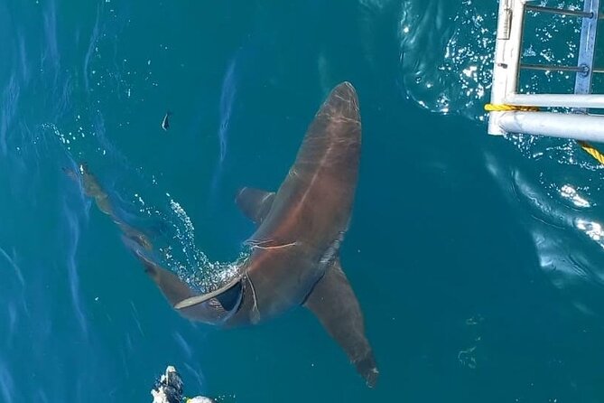 Shark Explorers - Food, towels, and the little comfort wins that make a difference