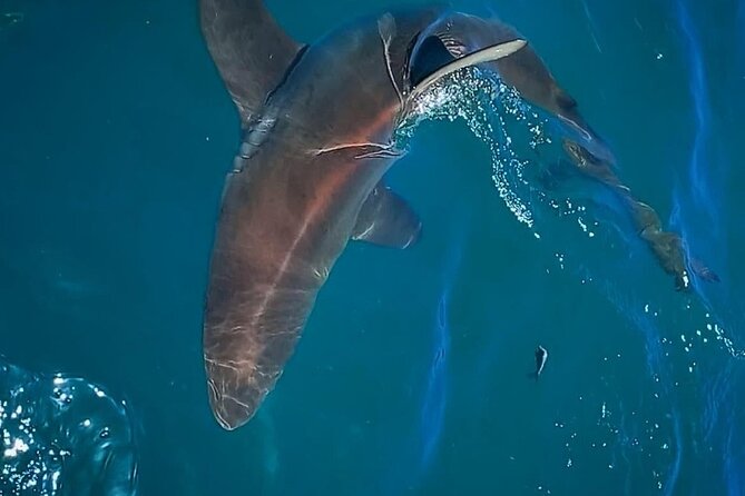 Shark Explorers - Inside the shark cage: what it feels like and how to handle the moment