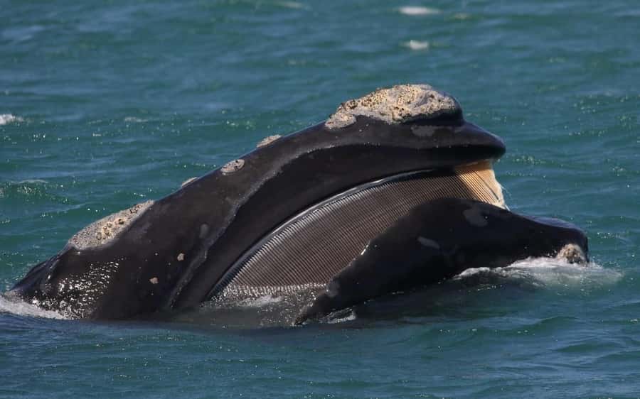 Shark & Whale Trip Combo - Key Points Before You Go