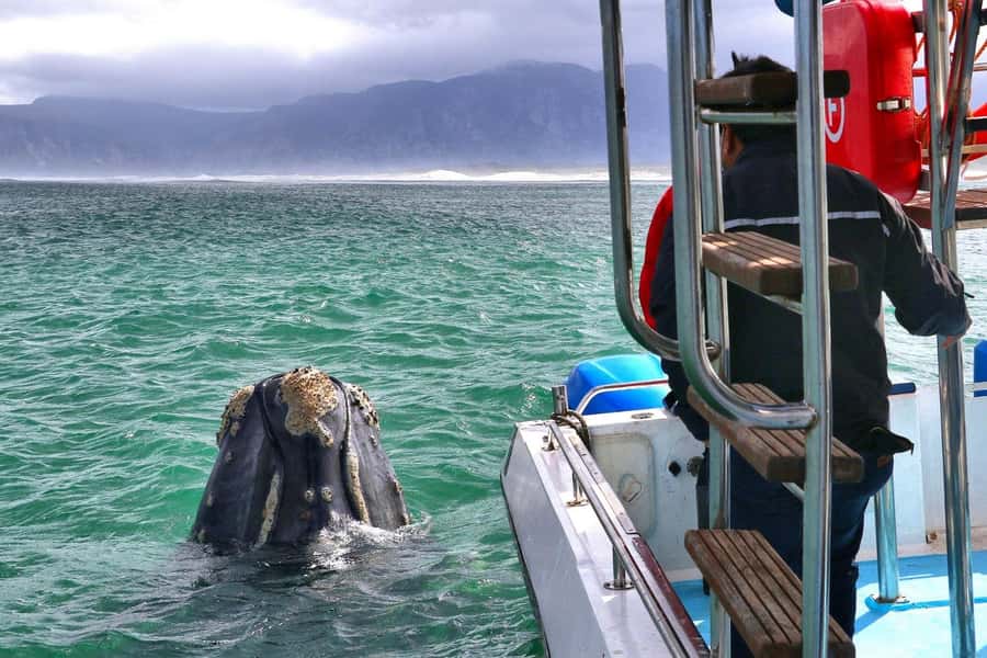 Shark & Whale Trip Combo - Why Gansbaai Is the Place for Sharks and Whale Watching