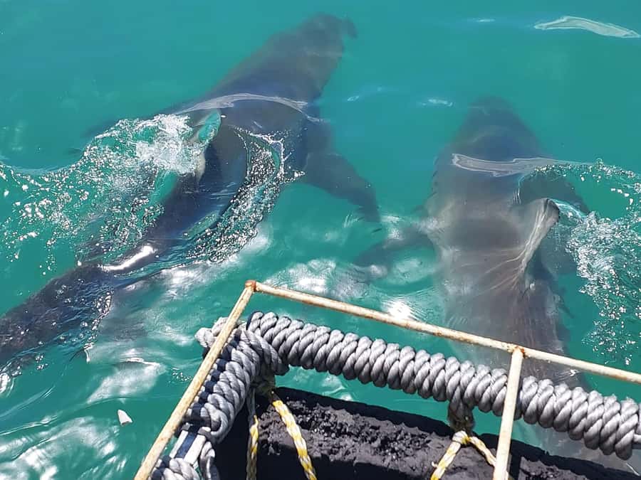 Shark & Whale Trip Combo - Shark Cage Session: Safety Briefing, Breath-Hold, and What It Feels Like