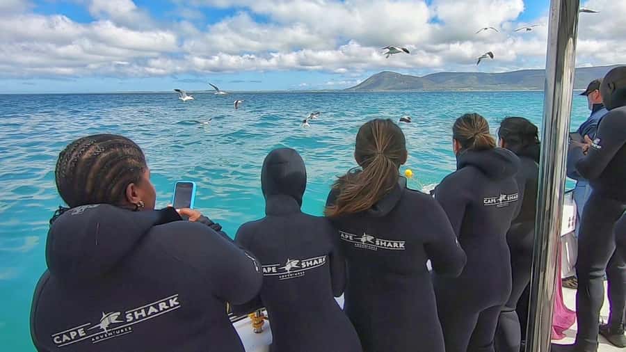 Shark & Whale Trip Combo - Whale Watching in the Afternoon: Southern Right, Humpbacks, and More