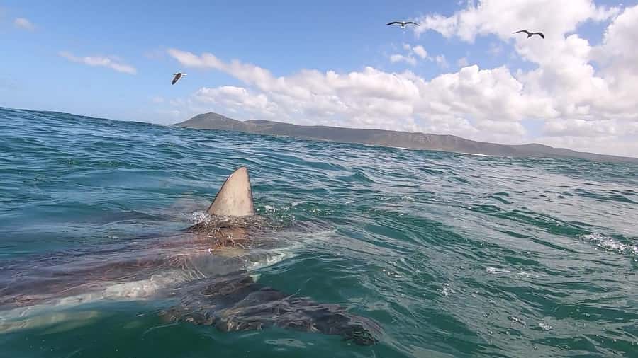 Shark & Whale Trip Combo - Boat Day Comfort: Water, Seasickness, and Being Ready for Wind