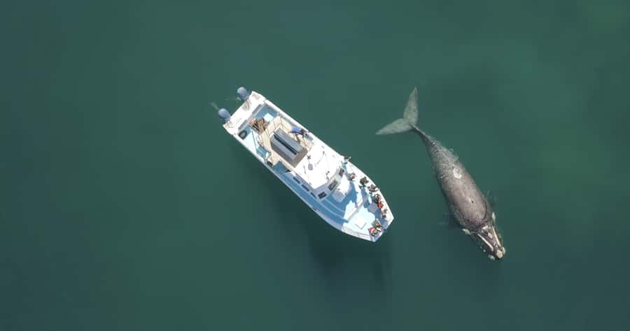 Shark & Whale Trip Combo - Meeting at 1 Swart St in Kleinbaai, and What You Should Bring