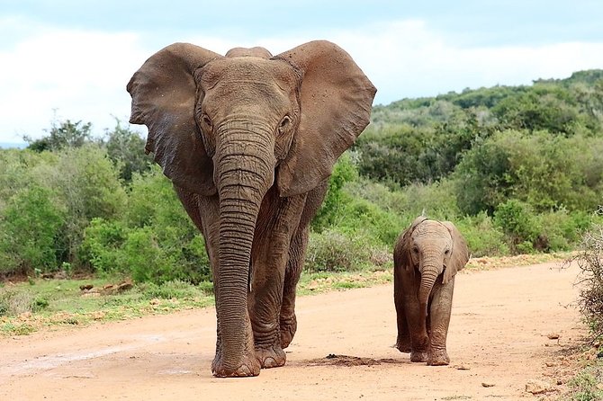 Shore Excursion Cruise Ships Port Elizabeth, Addo Elephant Park - Key highlights you can plan around