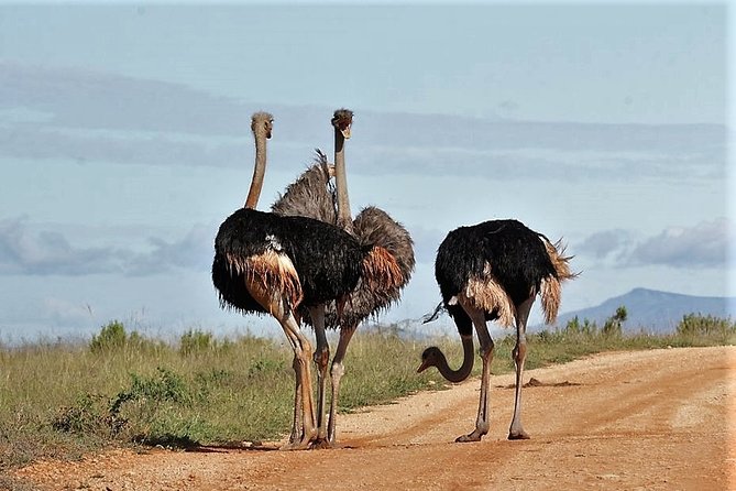 Shore Excursion Cruise Ships Port Elizabeth, Addo Elephant Park - Price and value: what your $155.84 covers