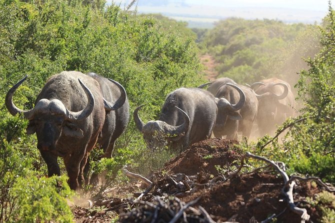 Shore Excursion Cruise Ships Port Elizabeth, Addo Elephant Park - The quayside start: timing, group size, and getting back on time