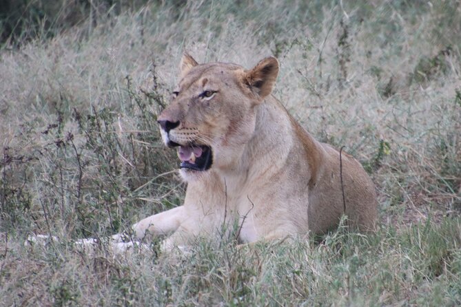Shore Excursion Richards Bay Big 5 Safari Experience - Key highlights before you go