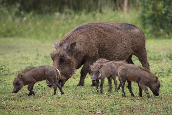 Shore Excursion Richards Bay Big 5 Safari Experience - Hluhluwe-iMfolozi Park Safari: why this reserve matters
