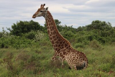 Shore Excursion Richards Bay Big 5 Safari Experience