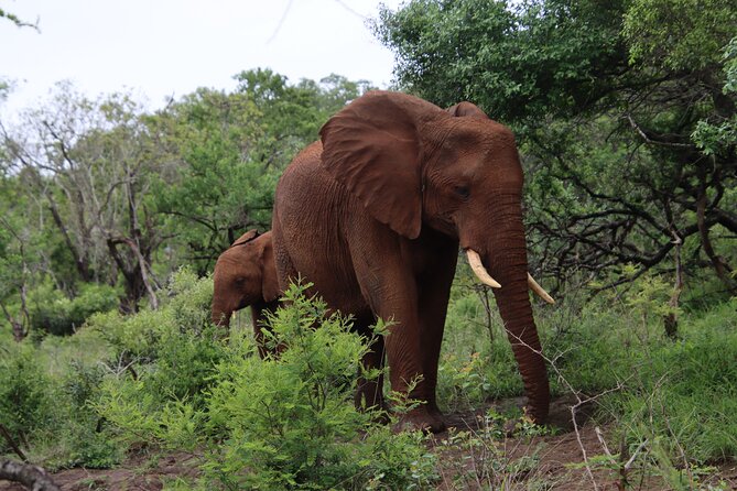 Shore Excursion Richards Bay Big 5 Safari Experience - The safari itinerary in plain terms: one big stop, done well
