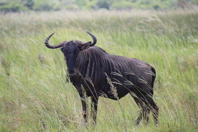 Shore Excursion Richards Bay Big 5 Safari Experience - Group size, comfort, and how to make the most of a long day