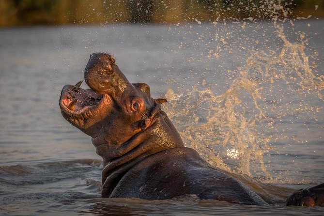 Shoreline Hippo and Crocodile Boat Cruises, iSimangaliso Wetland Park - Camera and Viewing Tips for Hippos Near the Boat
