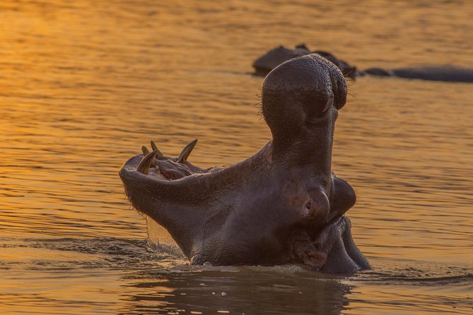 Shoreline Hippo and Crocodile Boat Cruises, iSimangaliso Wetland Park - Saint Lucia Estuary Stop: Hippo Pods, Birdlife, and Crocodile Chances