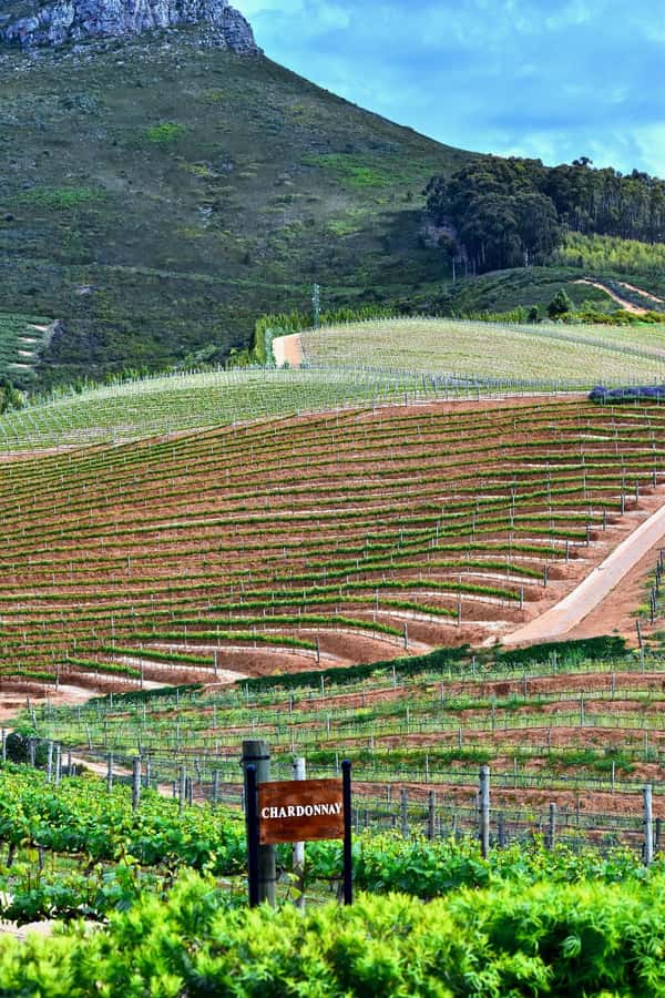 Sip & Savor : A Perfect Half-day Wine Escape to Stellenbosch - Lunch Time: Plan to Eat, but Keep It Your Choice