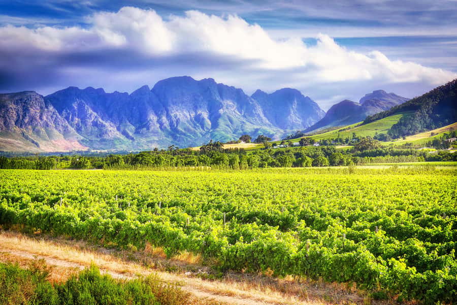 Sip & Savor : A Perfect Half-day Wine Escape to Stellenbosch - Who Should Book This Tour, and Who Might Prefer Something Else