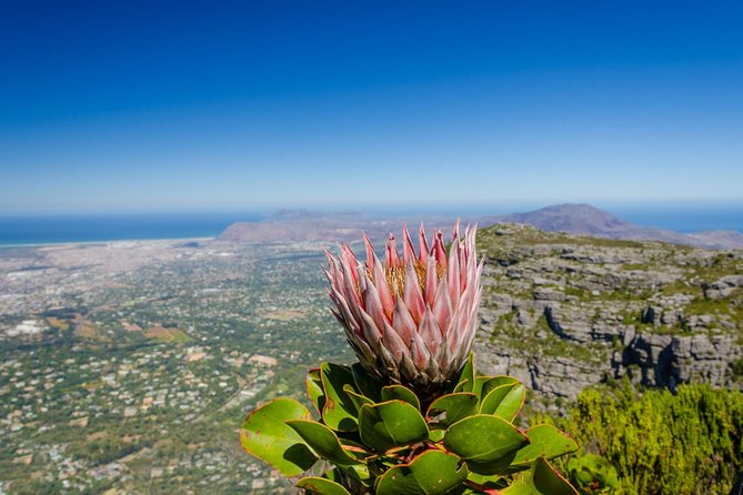 Skeleton Gorge to Table Mountain summit - Key highlights at a glance