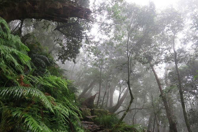 Skeleton Gorge to Table Mountain summit - Getting started at Kirstenbosch, FynkosGate 2, and timing your morning