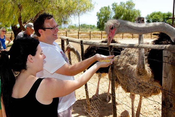 Skip the Line: Highgate Ostrich Farm Tour Ticket - Skip-the-Line Ticket Comfort, Timing, and What to Expect