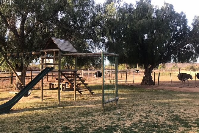 Skip the Line: Highgate Ostrich Farm Tour Ticket - The Ostrich Derby Finish, Then Gift Shop and Restaurant