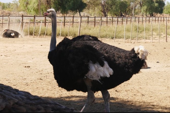 Skip the Line: Highgate Ostrich Farm Tour Ticket - Who This Tour Fits Best (and Who Might Want to Adjust Expectations)