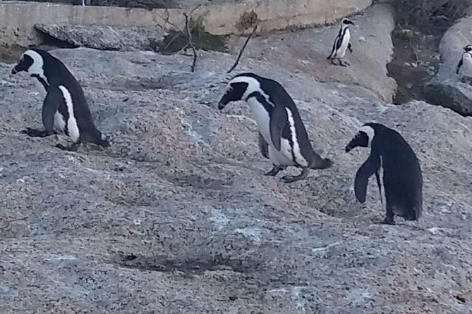 Small Group Cape Of Good Hope Penguins Wine Tasting Inc Park Fees - Cape of Good Hope: Fynbos, Shipwreck Clues, and Baboons With Opinions