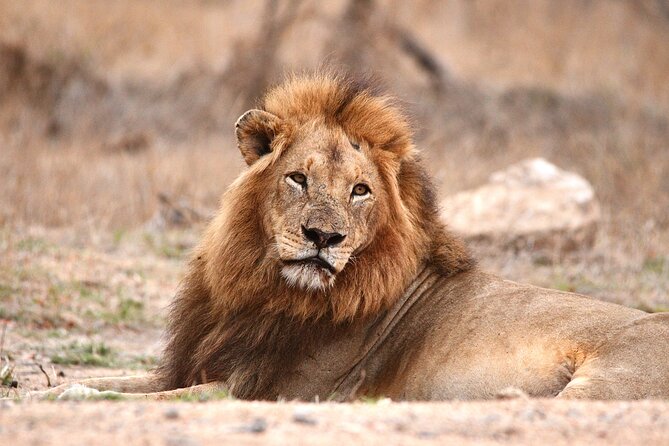 Small-Group Full-Day Safari Tour in Kruger National Park - Why This Kruger Safari Works So Well for a Small Group Day