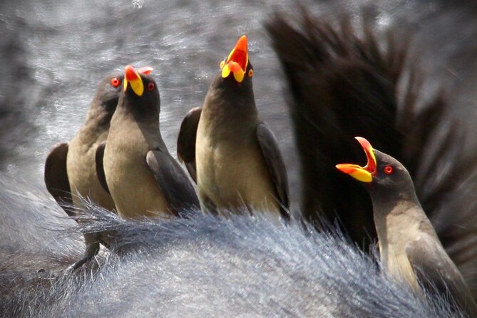 Small-Group Full-Day Safari Tour in Kruger National Park - The Guide Factor: Keegan’s Patience Makes a Difference