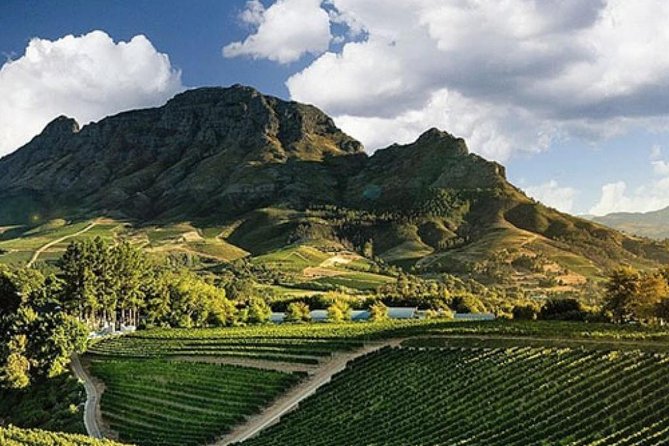 Splendour in the Winelands - Private Tour - Stellenbosch from Cape Town, done with a smart tasting rhythm