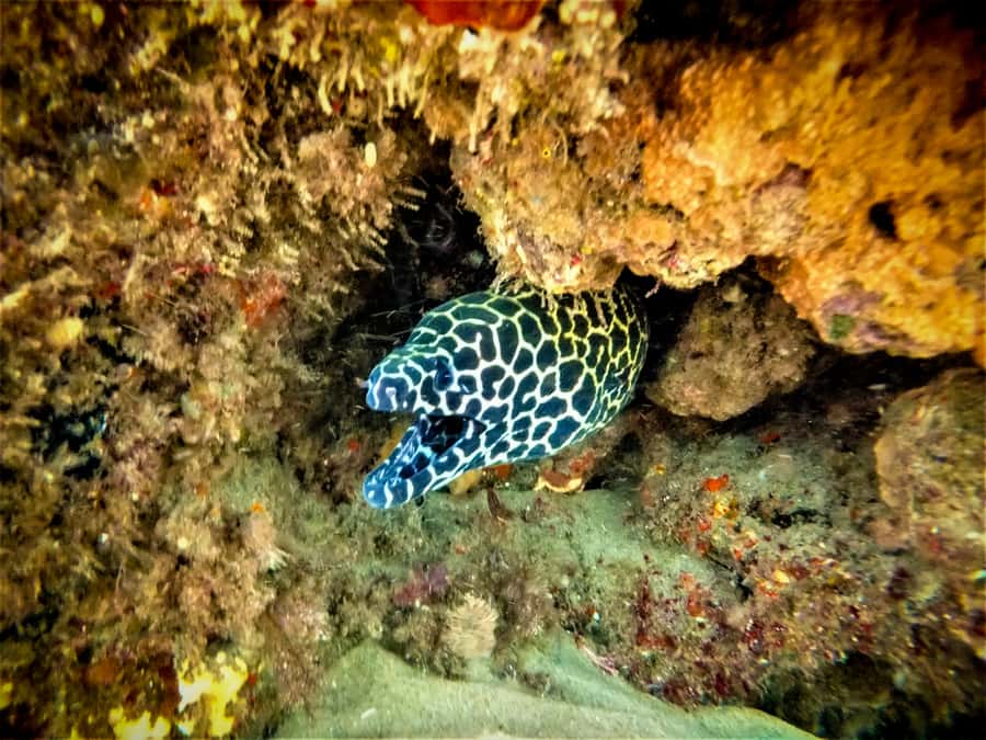 St. Lucia: Cape Vidal Snorkeling Adventure - Key highlights in plain terms
