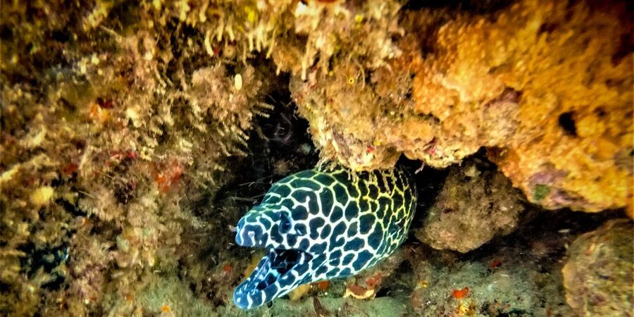 St. Lucia: Cape Vidal Snorkeling Adventure - Gear-up and safety on the beach: what you’re actually responsible for
