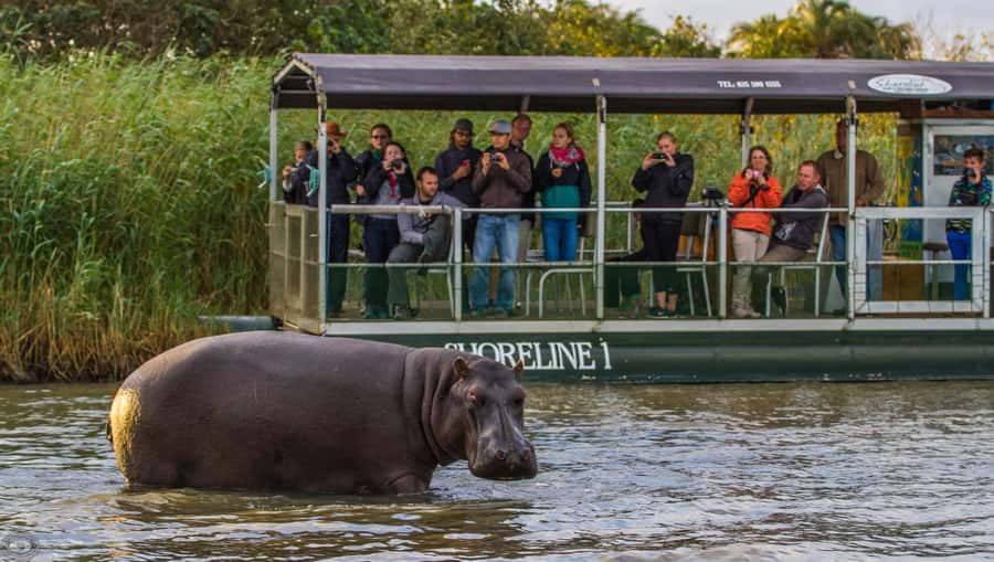 St Lucia: Hippo and Crocodile Cruise on a 15-Seat Vessel - Why Lake St Lucia Is So Good for Hippo Spotting