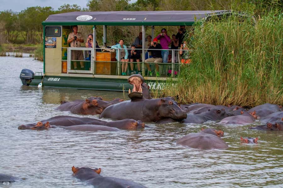 St Lucia: Hippo and Crocodile Cruise on a 15-Seat Vessel - Hippo Watching Tips That Make Photos Easier