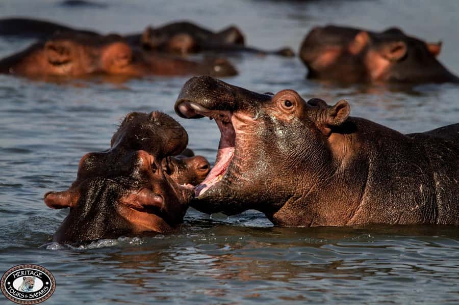 St Lucia: Hippo and Crocodile Cruise on a 15-Seat Vessel - Guides Who Actually Know the Estuary: Thobile, Brandon, and Mr Brown