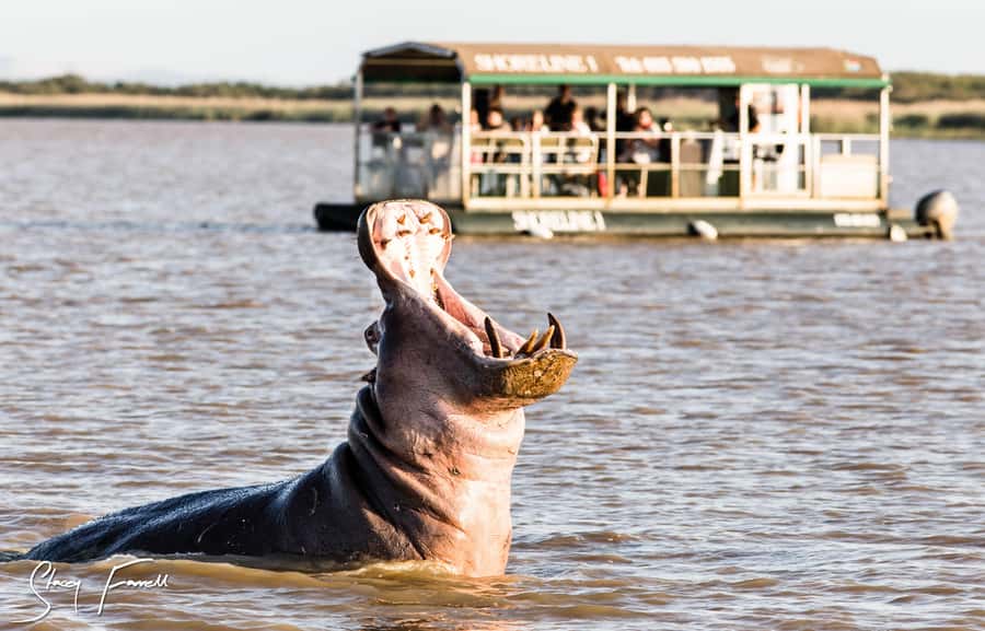 St Lucia: Hippo and Crocodile Cruise on a 15-Seat Vessel - What You’ll See on the Estuary Cruise in Two Hours