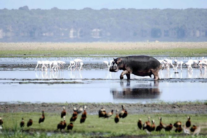 St Lucia Isimangaliso Boat Safari Day Tour from Durban - What the UNESCO setting changes for your expectations