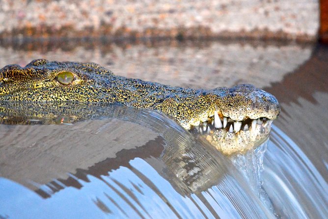 St Lucia Isimangaliso Boat Safari Day Tour from Durban - The 2-hour estuary boat safari: where hippos, crocs, and birds happen