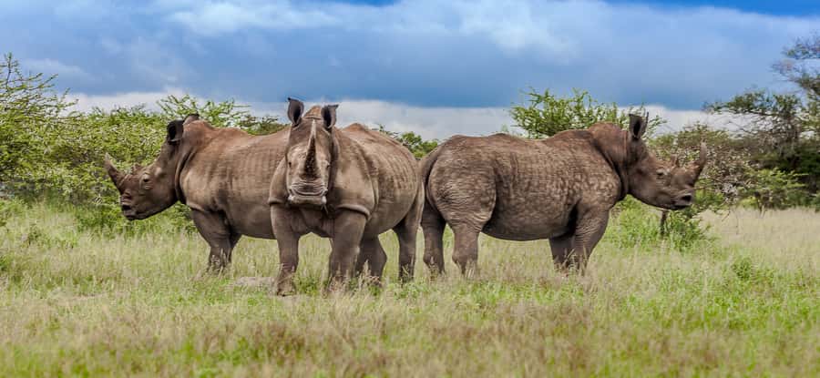 St Lucia: iSimangaliso Wetland Park: Full-Day/Half-Day Tour - The St Lucia Pickup and the Rhythm of a 450-Minute Day