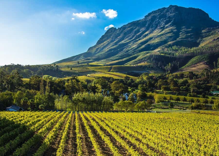 Stellenbosch: All-inclusive Private Wine Tour & Tastings - Pickup and timing in Stellenbosch Central, or Stellenbosch Square