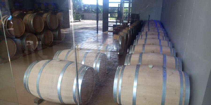 Stellenbosch, Franshoek ,Paarl Region (20 wine tastings) - Tokara Wine Estate: reds plus olive oil, with big Stellenbosch views