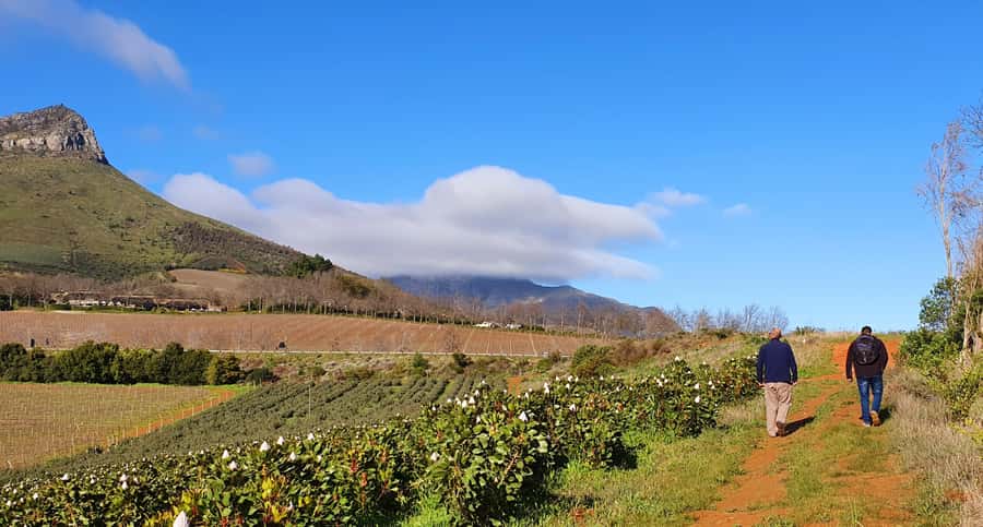 Stellenbosch: Guided Vineyard Hike and Wine Tasting - Key highlights worth planning around