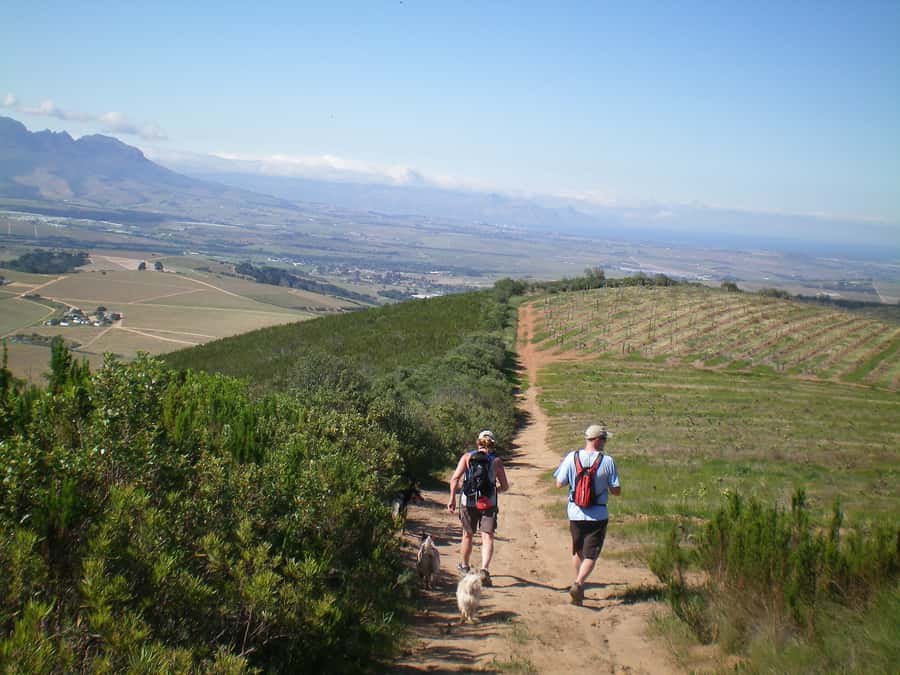 Stellenbosch: Guided Vineyard Hike and Wine Tasting - Why This Banhoek Valley Hike Beats the Usual Wine Tour
