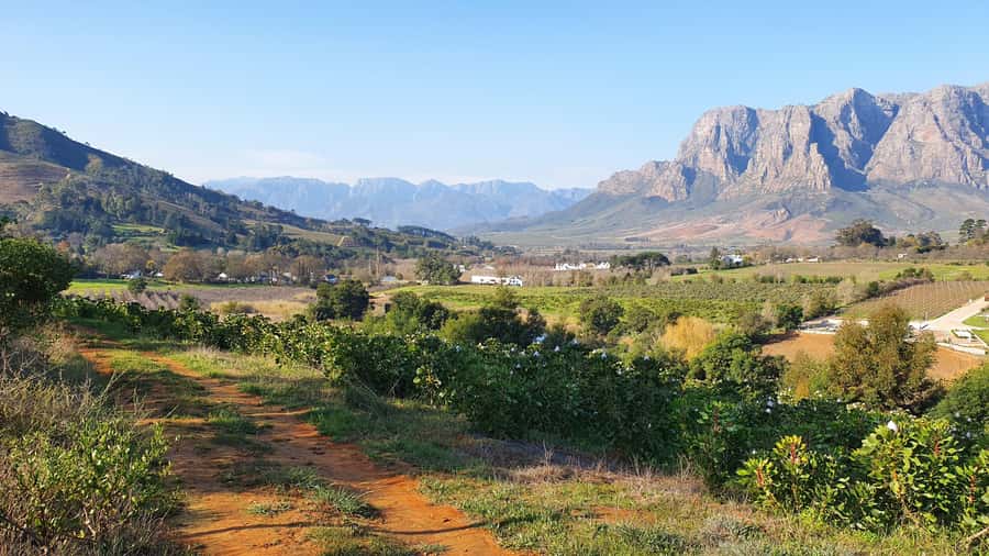 Stellenbosch: Guided Vineyard Hike and Wine Tasting - Banhoek Valley Vineyard Walk: 7 to 9 km at a Moderate Pace