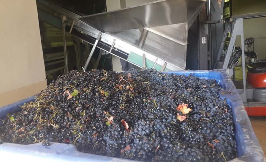 Stellenbosch: Half-Day Wine Tour - The Second Vineyard: Natural-Focused Winemaking and Biltong With Five Wines
