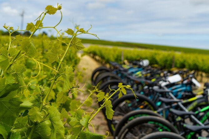 Stellenbosch Half Day Winelands Mountain Bike Tour - Key highlights before you go